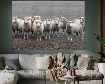 sheep, sheeps, mutton by M. B. fotografie