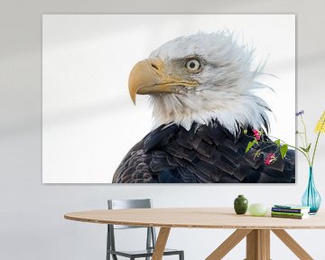 Bald Eagle sur Menno Schaefer