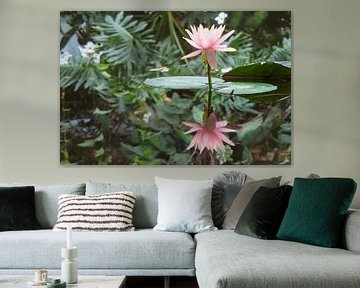 Water lily with reflection by Carola van der Muren Natuurfotografie
