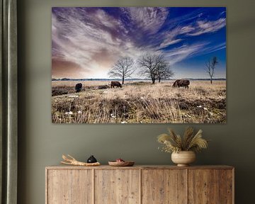 Highlander cattle on the moors in Friesland by Brian Morgan
