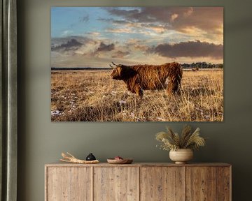Highlander Stier op de heide in Friesland van Brian Morgan
