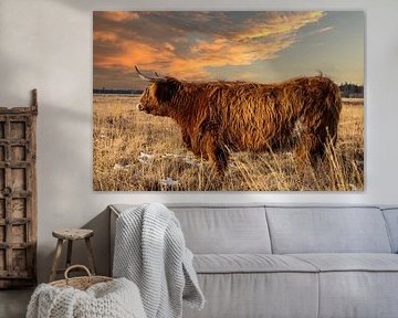 Highlander Bull on the moors in Friesland by Brian Morgan