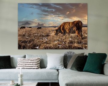 Highlander Bull on the moors in Friesland by Brian Morgan