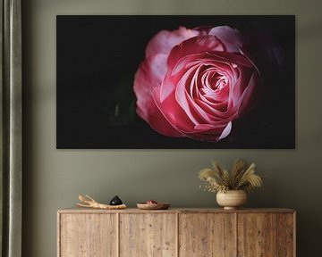 Mystieke Elegantie: Close-up van een Roze Roos met Donkere Schaduwen van ByLulu