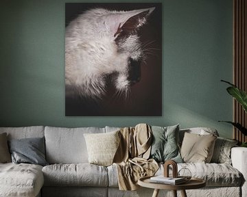 Anmutige weiße Katze: Amphile mit dunklem Hintergrund und bezaubernden Schatten
