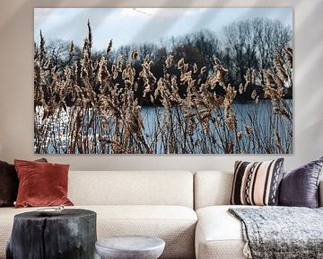 Winterstille: Lange braune Grashalme am Wasser, umgeben von der kalten, stillen Schönheit der Wintermonate
