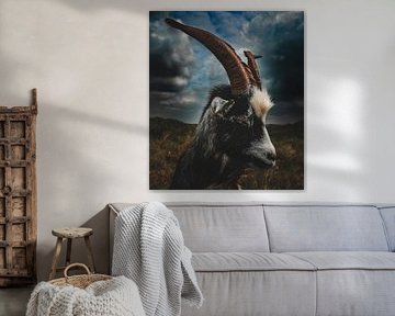 Mysterious Goat with Horns: A Sober, Intriguing Look at an Animal in its Natural Environment