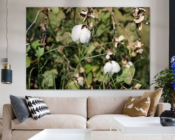 Cotton fields in Bhuj under the Indian sun by Frank Photos
