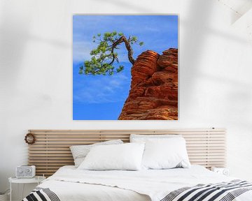 A pine tree in Zion National Park, Utah