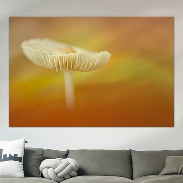 Paddenstoel uit het niets