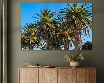 Palmbomen van Peter Leenen