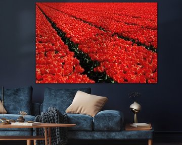Nederlandse rode tulpenveld van Jenine Blanchemanche