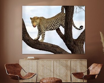Leopard by Fotografie Egmond