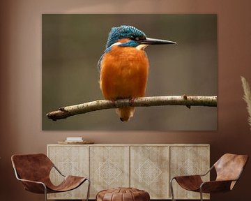 Kingfisher.
