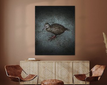 Weka vogel - Nieuw-Zeeland