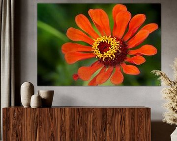 Zinnia