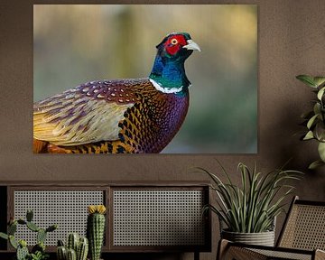 kleur! fazant close up