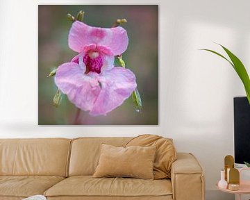 Wilde orchidee, roze van Rietje Bulthuis