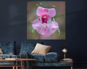 Orchidée sauvage, rose sur Rietje Bulthuis