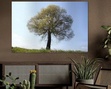Baum mit frischen Laub im Frühling