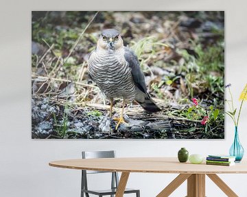 Sparrowhawk with catch by Jan van der Knaap