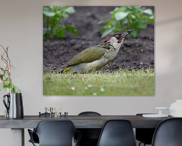 Green woodpecker in the rain
