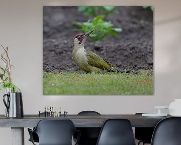 Green woodpecker in all its glory!