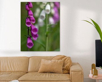 Foxglove in the forest.