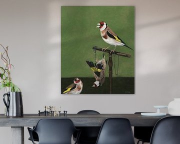 Stieglitz, Carduelis carduelis