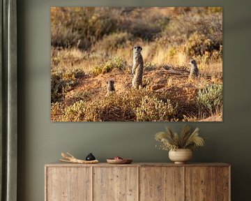 On the lookout by Nicoline Hoeve