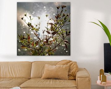 My Shining  Moment  van Sandra Akkerman