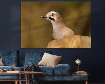 Vlaamse Gaai duikt op van Stobbe; stiltegrafie