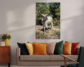 A buffalo with big horns in Bhuj by Frank Photos