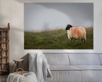 Dartmoor Schaf