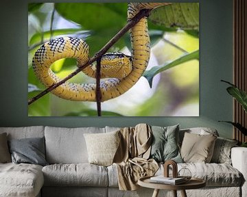 Giftige adder boven in een boom van Piet Hein Schuijff