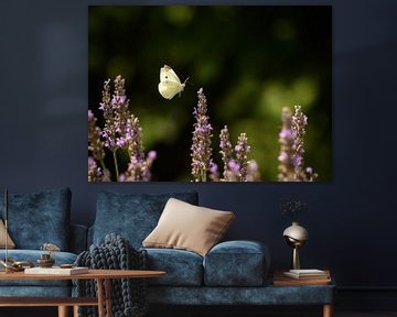 Schmetterling schwebt über Lavendelblüten von Marc Stoppenbach