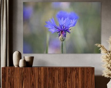 Kleine Kraft: Die Blaue Kornblume