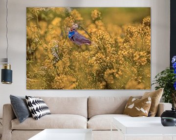 Bluethroat in the Rapeseed