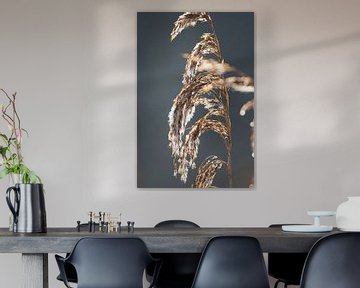 Gouden pluim van Rosetta Schiff