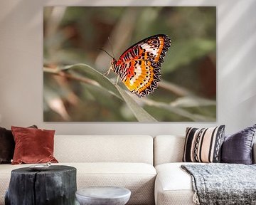 Peace in wings by Nicole Schmidt