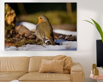 roodborst in de sneeuw van Stobbe; natuurfotografie