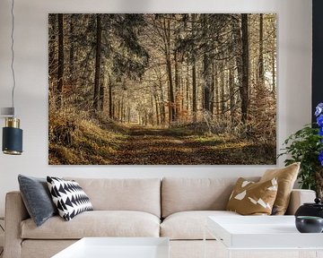 Zonlicht in het winterbos bij Stockach - Landkreis Stockach