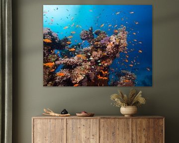 Duikfoto Egypte van Stefan Wapstra