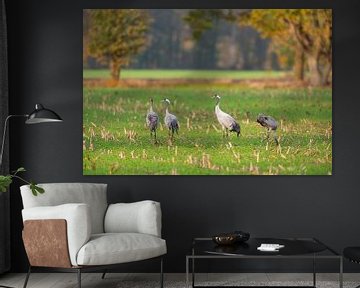 Kraanvogels rusten en eten in een veld tijdens de herfstmigratie