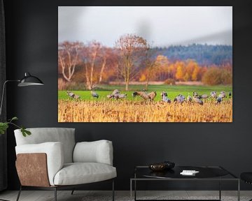 Kraanvogels rusten en eten in een veld tijdens de herfstmigratie