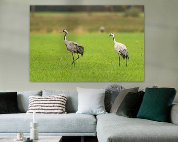 Kraanvogels in een veld tijdens herfsttrek