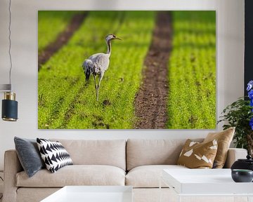 Kraanvogel rust in een veld tijdens de herfstmigratie