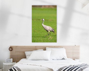 Kraanvogel rust in een veld tijdens de herfstmigratie