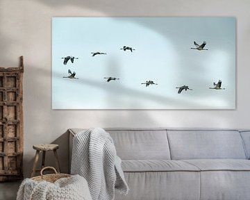 Kraanvogels vliegend in een zonsondergang tijdens de herfst