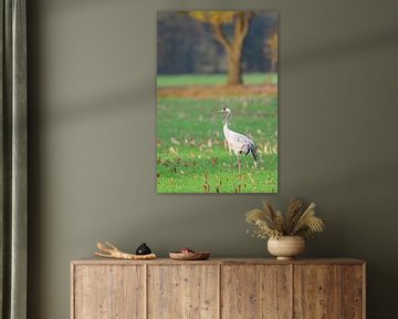 Kraanvogel rust en voedt zich in een veld tijdens de herfstmigratie